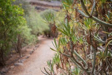 Dragon tree in Tenerife,