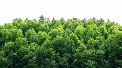Lush Green Forest Canopy Against a White Sky