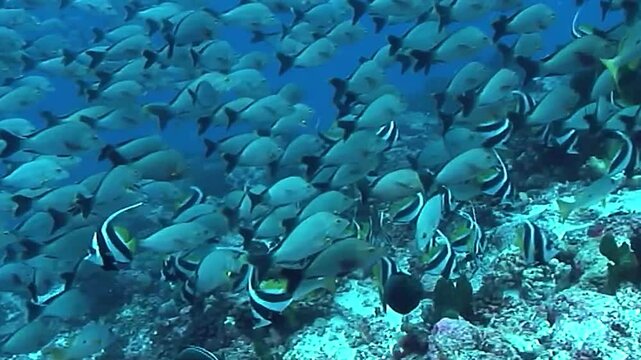 Tropical fish banner fish on underwater coral reef landscape super wide banner background in the deep blue ocean