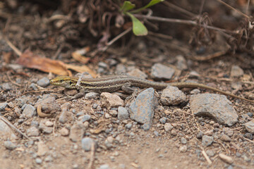 Obraz premium lizard on the rock