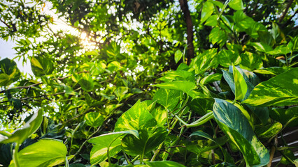green leaves in the garden