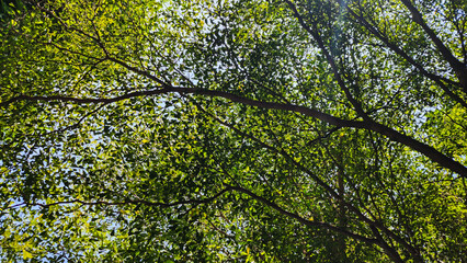 Fototapeta premium green leaves background