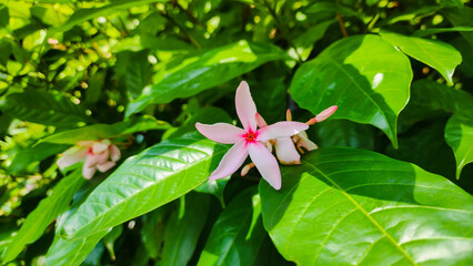 Pink jasmine flowers are bright pink or light pink, and can vary in color depending on the species.