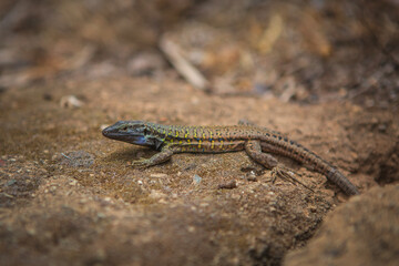 lizard on the stone, Tenerife