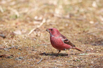 地面に降りたオオマシコ