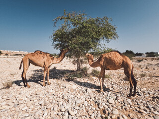 Arabian camels, Sulatanate of Oman, camels in the desert of Oman, Middle east, editorial natural,...