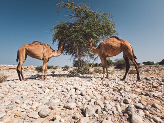 Arabian camels, Sulatanate of Oman, camels in the desert of Oman, Middle east, editorial natural, horizontal