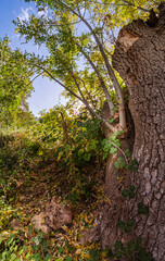 A nature scene featuring a wide tree trunk surrounded by green leaves and fallen yellow leaves on the ground. The tree branches reach toward the sky from the forest.