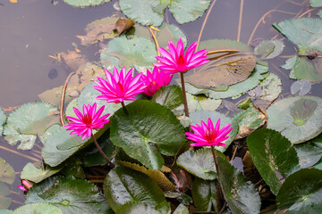 Serene pink water lilies bloom gracefully amidst lush green lily pads in a tranquil pond. This...