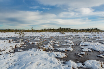 swamp on a sunny winter day with snow
