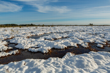 swamp on a sunny winter day with snow