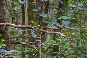 green leaves on a branch
