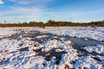 swamp on a sunny winter day with snow