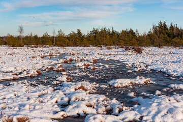 swamp on a sunny winter day with snow
