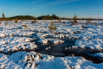 swamp on a sunny winter day with snow