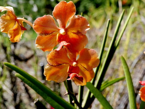 blooming orange vanda orchids flowers in birght sunlight. Tropical plants in the garden