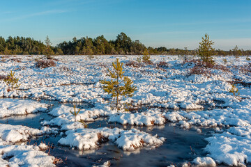 swamp on a sunny winter day with snow