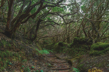 footpath in the Parque Rural de Anaga rainforest