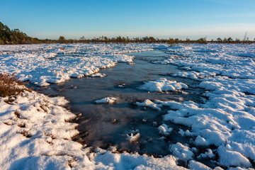 swamp on a sunny winter day with snow