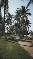Fototapeta premium Al Ghubrah beach in Muscat, long lonesome beach, turquoise blue water, green meadow, palm trees and outdoor seating for picnics
