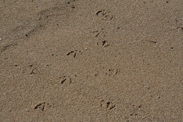 Brown sandy beach with footprints of a bird, background