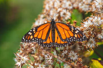 butterfly on a flower