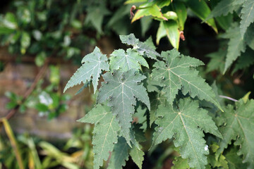 Macro image of Chilean tree mallow leaves, Derbyshire England
