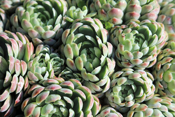 Obraz premium Macro image of Mexican Snowball leaves, Derbyshire England 
