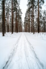 Fototapeta premium Explore the serenity of snow-covered forest paths leading into winter wilderness