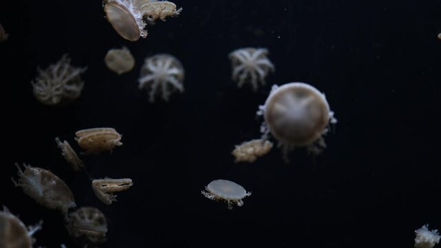 A cluster of upside-down jellyfish floats gently in a dark aquatic setting, showcasing their unique shapes and delicate structures. A mesmerizing scene perfect for marine life exploration.