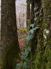 Obraz premium foggy morning in the forest