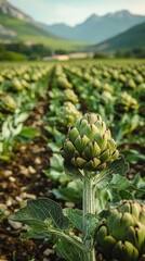 Fototapeta premium Artichoke field showcasing growth.