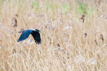 Nebelkrähe im Flug mit Nistmaterial im Frühjahr	
