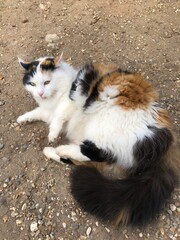 Fluffy Cat Relaxing on Gravel Pathway