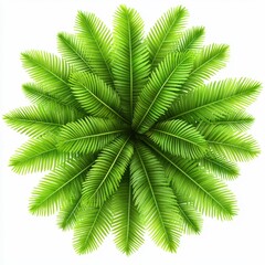 Lush green palm leaves arranged beautifully on a white isolated background.