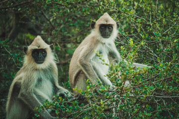 Wildlife in Sri Lanka island, animals