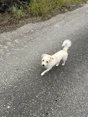 Playful Small Dog Strolling Along a Quiet Path
