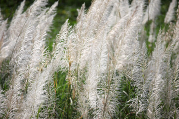 Graceful White Pampas Grass Swaying Elegantly in the Wind Against a Lush Green Background, Capturing the Essence of Natural Beauty and Tranquility