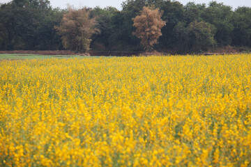 Obraz premium Vibrant Yellow Flower Field Surrounded by Lush Green Trees Under a Clear Sky Capturing the Beauty of Nature in a Serene Landscape