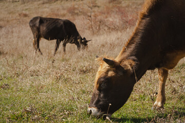Fototapeta premium Two cows are grazing contentedly in a meadow, enjoying the sunny weather and fresh grass in a serene environment
