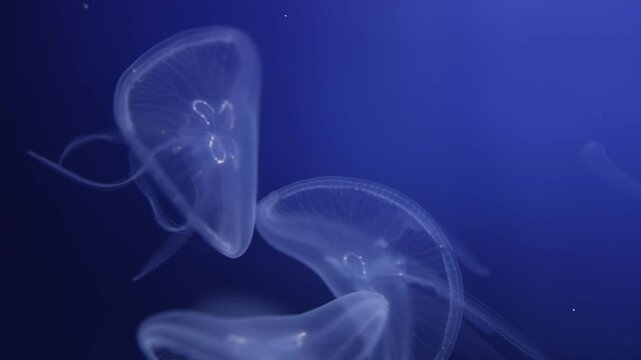 Translucent jellyfish gracefully float in deep blue water, with intricate internal structures visible through their delicate bodies. Ideal for themes of marine beauty, underwater tranquility, and ocea