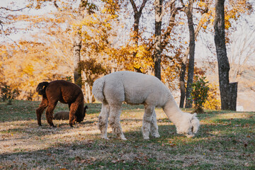 Obraz premium Two alpacas grazing peacefully among autumn trees in a serene landscape during daylight hours