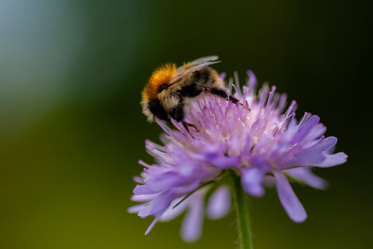Ackerhummel (Bombus pascuorum)