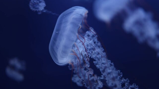 Close-up of a Chrysaora plocamia jellyfish with translucent body and flowing tentacles, drifting gracefully in dark blue water. Ideal for themes of marine life, oceanic beauty, and underwater explorat