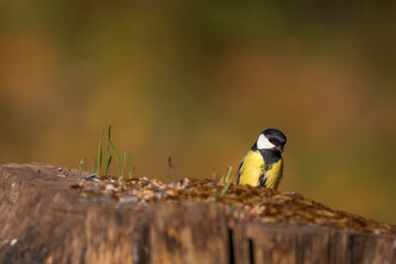 Fototapeta premium Kohlmeise, Parus major, Great tit