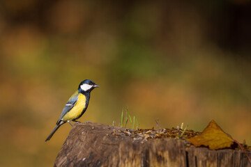 Kohlmeise,  Parus major, Great tit