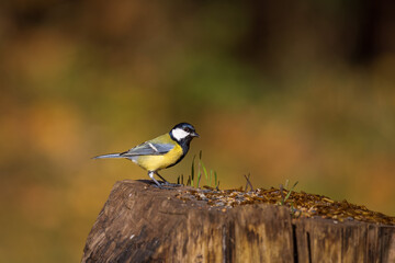 Kohlmeise,  Parus major, Great tit