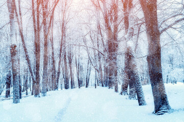 Winter snowy landscape, bare park trees along the park alley under dense snowfall, winter snowy scene in soft tones