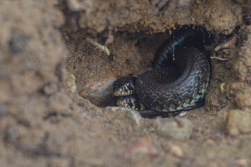two grass snakes in the sand