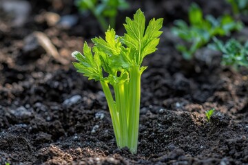 Obraz premium Fresh celery growing in soil, showcasing its vibrant green leaves and healthy stalks.